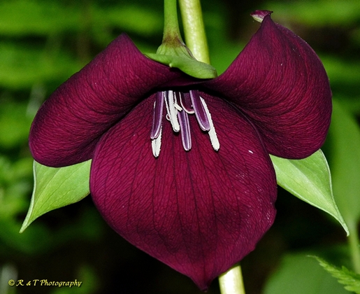 {Trillium vaseyi}